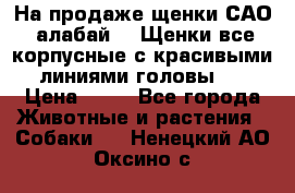 На продаже щенки САО (алабай ). Щенки все корпусные с красивыми линиями головы . › Цена ­ 30 - Все города Животные и растения » Собаки   . Ненецкий АО,Оксино с.